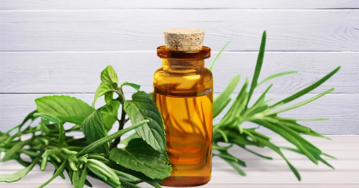 Tea tree oil on the display Tea tree oil on the display