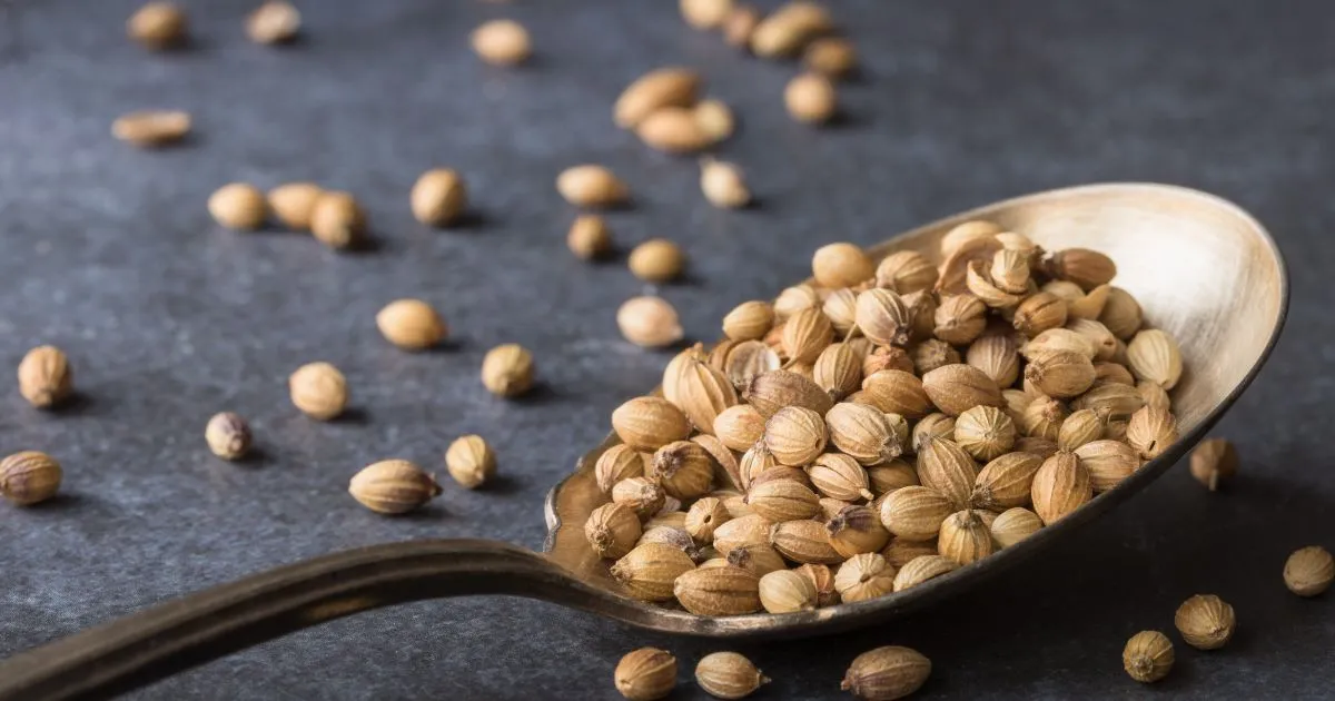 Coriander Seeds Coriander Seeds
