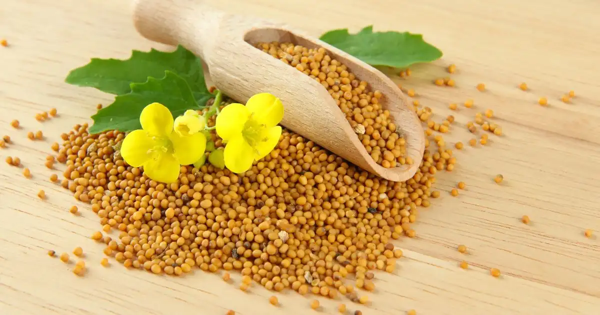 Mustard Seeds with Mustard Flower Mustard Seeds with Mustard Flower