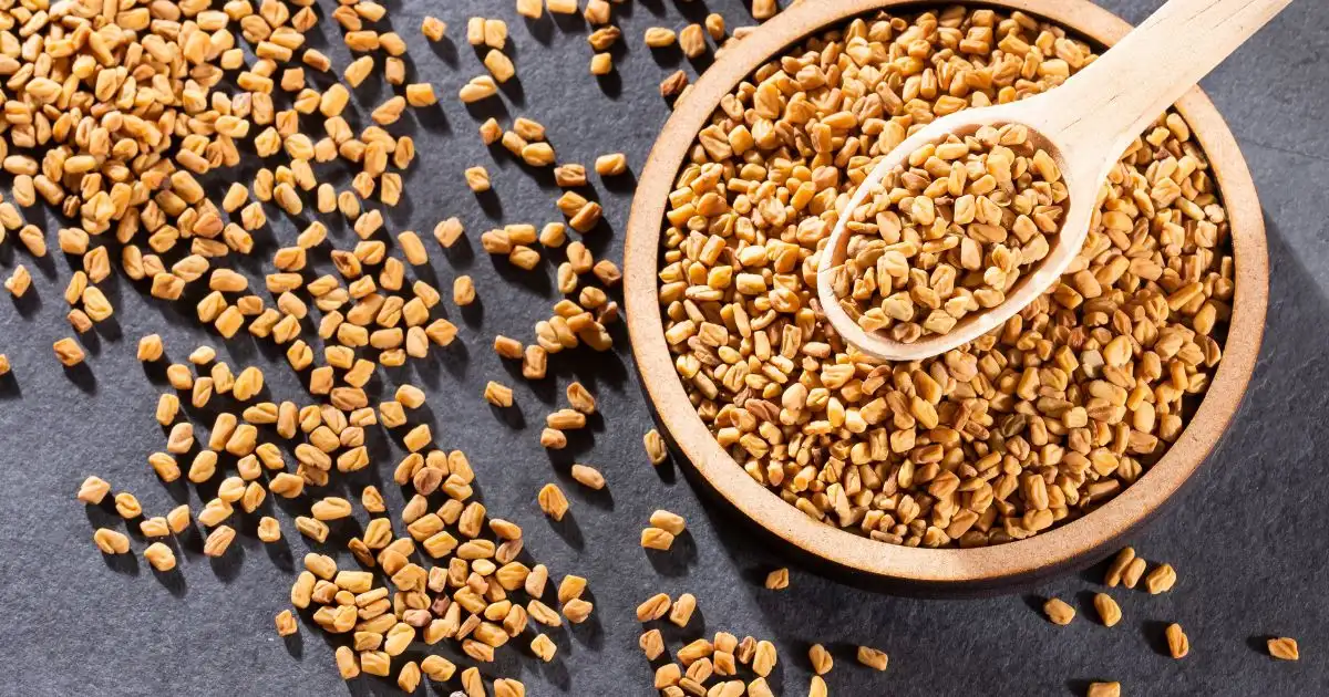 Organic fenugreek Seeds - Methi Dana Organic fenugreek Seeds - Methi Dana